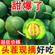 帆兒莊園山東綠寶石2025頭茬現(xiàn)發(fā)甜瓜香脆瓜當季應季時令新鮮水果 帶箱2.5kg裝