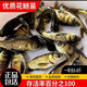 優(yōu)質(zhì)大頭魚花鰱胖頭鰱鳙魚四大家魚漁場直供鮮活發(fā)貨花鰱魚苗 2-4厘米花鰱苗（30條）送20%