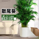 中夢(mèng)散尾葵植物盆栽客廳大型綠植室內辦公室鳳尾竹盆景天堂鳥(niǎo)花卉 散尾葵高1.3-1.6米+圓柱樹(shù)脂盆