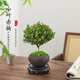 八芽 小葉赤楠盆景擺件室內(nèi)綠植花卉盆栽老樁客廳辦公室桌面好養(yǎng)植物 （舍得紫砂盆赤楠+絲絨鋪面+底座）