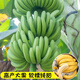 臨雅香蕉樹(shù)苗盆栽地栽芭蕉粉蕉耐寒矮化香蕉苗南方北方四季庭院果樹(shù)苗 香蕉5棵20-45cm