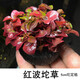 森淵（SENYUAN） 魚(yú)缸前景草水草活體趴地爬地矮珍珠挖耳牛毛氈迷你矮天湖葵 紅波懶人坨草