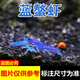噢水噢鰲蝦觀賞蝦魚缸淡水寵物大型水族活體蝦龍紋天空藍魔紅白藍小鰲蝦 藍螯蝦2-3厘米1對