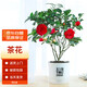 墨一茶花盆栽帶花苞四季茶花苗室內(nèi)外陽臺 茶花透明吸水盆源頭直發(fā)