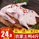 崠鮮農家土鴨現殺新鮮鴨肉生鮮白條鴨冷凍整只煲湯食材鴨子肉烤鴨燒烤 鴨子 1000g*2只