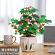 小盼菩提樹盆栽綠植物室內(nèi)花盆景辦公室桌面觀葉四季客廳好養(yǎng)活樹 特大號(hào)菩提（帶果發(fā)貨）郁金香陶瓷盆 帶盆栽好
