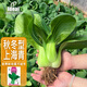 IDEAL理想農(nóng)業(yè) 上海青種子秋冬季耐寒耐抽苔四季種青菜小白菜油菜種子