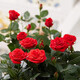 御春閣 帶花苞 歐洲 微型 花卉玫瑰 花盆栽室內陽(yáng)臺盆栽 玫瑰花苗  紅玫瑰3-4棵裝帶花苞（原盆原土發(fā)貨）