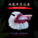 瘋狂水草泰國斗魚(yú)活體半月將軍大耳觀(guān)賞魚(yú)淡水熱帶魚(yú)水族箱冷水耐活 雙尾半月公斗魚(yú)