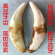 顧靜飛真品藏獒牙黑狗牙兒童項鏈男女骨質(zhì)狼牙情侶吊墜嬰兒手鏈 4.7厘米以上