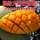大青芒10斤越南進(jìn)口大青芒5斤金煌芒果當(dāng)季新鮮熱帶水果進(jìn)口 3斤