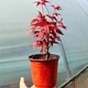 紅楓樹(shù)苗四季紅室內桌面盆景矮霸楓樹(shù)紅舞姬老樁耐寒陽(yáng)臺庭院植物 3年紅楓（原土發(fā)貨）