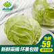 小湯山 圓白菜 約500g 新鮮蔬菜基地種植當(dāng)天采摘