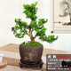 嗨綠黃楊老樁盆景樹苗雀舌皺皮造型小葉盆栽綠植室內(nèi)客廳好養(yǎng)樹樁植物 精品老樁黃楊+紫砂盆+白馬底座