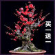 【四季開(kāi)花】濃香型四季梅花盆栽老樁臘梅紅梅盆景樹(shù)苗室內外花卉 朱砂梅_10年苗【買(mǎi)一送一】開(kāi)花