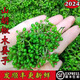 采緹（CAITI）2024新鮮山胡椒佤味野生新鮮木漿子酸湯火鍋底料山蒼子山胡椒 新鮮山胡椒 1斤 2025新鮮山胡椒