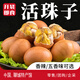 豐羽毛蛋無毛活珠子新鮮13天五香香辣味開袋即食休閑零食熟雞蛋雞胚蛋 香辣味10枚