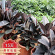 橡皮樹盆栽 橡皮樹黑金剛盆栽花盆苗客廳室內(nèi)綠葉大葉型植物Y  70-80cm高3棵  不含盆