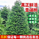 真圣誕樹(shù)真樹(shù)盆栽圣誕樹(shù)挪威云杉樹(shù)苗鮮活的室內綠植諾貝松香松 【精品樹(shù)】圣誕真樹(shù)1.5-1.7米高 【挑選精品樹(shù)苗發(fā)出】
