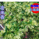玖枝苑夜來(lái)香花樹(shù)苗九里香夜來(lái)香盆栽花卉植物室內驅蚊花苗濃香四季開(kāi)花 2年苗 不含盆