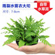 逸樂寵魚缸水草植物大坨草增氧陰性增氧淡水新手懶人水榕造景水培坨草 雨裂水蓑衣大坨草