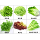 壹蔬恰食 沙拉蔬菜組合3.5斤 新鮮苦菊綠葉紅葉生菜西餐沙拉健康輕食蔬菜 蔬菜沙拉組合3.5斤【無沙拉醬】