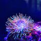 ?？８讓櫸锷锷汉髟炀昂２莺Ｐ怯^(guān)賞海水魚(yú)尼莫小丑魚(yú) 熒光粉點(diǎn)?？?cm左右2個(gè)