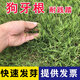 萌蘊（MengYun）進(jìn)口草坪種子草籽矮四季青草種護(hù)坡綠化耐寒耐旱免修剪草皮草種子 【狗牙根】耐熱耐踏一斤