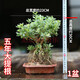 六月雪盆栽懸崖微型盆景好養開(kāi)花客廳金邊提根樹(shù)苗辦公桌老樁室內 5年大提根1盆 帶盆栽好