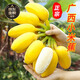 廣西小米蕉新鮮牛角蘋(píng)果香蕉整箱粉蕉圓當季時(shí)令生鮮水果 【小米蕉】500g（試吃）