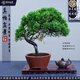 潮裕盆景真柏盆景高端老樁真樹(shù)室內外送禮客廳陽(yáng)臺辦公室茶桌書(shū)桌玄關(guān)擺放 精品老樁真柏58 老樁盆景/帶盆栽好