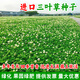 春枝韻白三葉種子紅三葉草種子草籽幸運草四季常青耐寒綠化綠肥草坪草籽 白三葉凈籽】/5斤裝