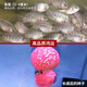 榮郁 羅漢魚(yú)苗鴻運當頭馬騮珍珠魚(yú)苗觀(guān)賞魚(yú)爆頭純種羅漢魚(yú)苗珍珠苗 精品鴻運2-4厘米 2條