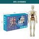 范比克人體結(jié)構(gòu)骨骼架模型初中生物器官臟解剖3d醫(yī)學(xué)可拆卸拼裝兒童 透明外殼人體模型-可拆