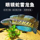 黃金眼鏡蛇雷龍魚大型兇猛巴卡雷龍魚觀賞熱帶魚大帆肉食魚淡水魚 精品大帆黃金眼鏡蛇雷龍魚 眼睛蛇雷龍3-8cm【視頻挑選】