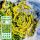 鳳鳴雅世黃心烏菜種子雪里金花青菜秋冬季菜籽菊花菜雪蝴蝶烏塌菜種子10克