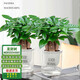 通沭發(fā)財(cái)樹室內(nèi)盆栽花卉常綠植物發(fā)財(cái)樹 三桿發(fā)財(cái)樹+早安盆源頭直發(fā)
