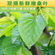 蠶菇?jīng)?新鮮桑葉【當(dāng)天發(fā)貨】現(xiàn)摘嫩桑葉大小蠶寶寶食物純?nèi)~片農(nóng)家自種 新鮮桑葉500克【買2送1】