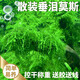 國象散裝垂淚莫斯簡單好養(yǎng)耐低溫陰性增氧水草植物魚缸沉木假山造景 垂淚莫斯10克+1支水草膠