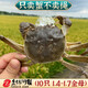 【活蟹】遼喚 盤錦河蟹 鮮活稻田蟹大閘蟹頂蓋肥螃蟹禮盒 10只全母 1.4-1.7兩
