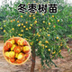 以琛大荔沾化冬棗樹(shù)苗嫁接棗子樹(shù)苗盆栽地栽果樹(shù)苗南北方種植當年結果 8年苗結果很多