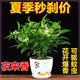 夜來香四季開花濃香驅(qū)蚊盆栽花苗綠植開花庭院陽臺花卉室外 夜來香/2年苗【發(fā)一顆】包成活