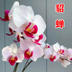 【貂蟬蝴蝶蘭花苗】帶花劍帶花苞盆栽蘭花大苗客廳室內(nèi)外花卉植物 蝴蝶蘭2.5寸杯/6年大苗帶2個(gè)花劍