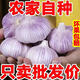 綠亞夢(mèng)蒜頭多瓣蒜香蒜子蒜粒大蒜頭十足干貨精選紫白皮新鮮祘子產(chǎn)地直發(fā) 3斤大果(4.5-5.5cm)人工精選好果