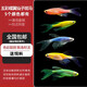 卡奇魚 斑馬魚 淡水魚 觀賞魚 小型觀賞魚 熱帶魚 蝶翼斑馬熒光好養(yǎng)易活 五彩蝶翼仙子斑馬各1條3-4cm