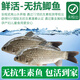 太湖?！緹o抗 鮮活鯽魚】孕產(chǎn)婦兒童食材 仿野生淡水河魚類生鮮 2條裝-大魚（總重約1.5斤+