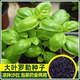 九層塔大葉羅勒種子食用香草農家田園菜地陽(yáng)臺盆栽易種植蔬菜種子 羅勒種子【1袋】約300粒