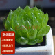 墨一玉露多肉植物帶盆栽好藍(lán)鏡玉露辦公室桌面盆栽植物花卉教師節(jié)禮物 櫻水晶 帶盆栽好