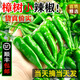 荔口?，F摘自種正宗岳陽(yáng)湘陰小樟樹(shù)港辣椒新鮮蔬菜嫩薄皮卜白青辣椒5斤  樟樹(shù)港小辣椒 2斤 發(fā)順豐【東三西三海南+20】