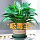 鹿凌青大葉金鉆大葉金鉆盆栽室內綠公主土培吸甲醛凈化空氣綠植四季常青 綠公主30-40公分【原土發(fā)貨】 【含盆】樹(shù)脂盆+原土發(fā)貨+肥料